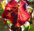 Vigne rouge